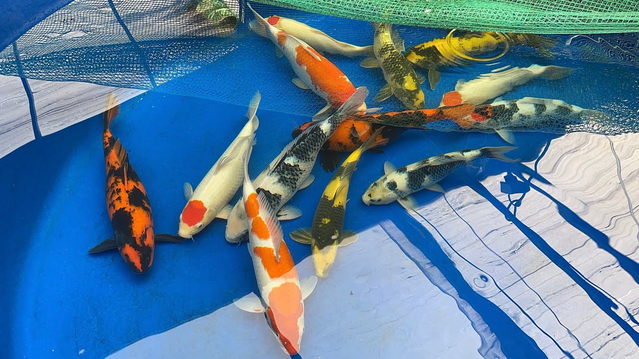 S&agrave;i G&ograve;n Koi Farm - C&aacute; Koi Nhật đẹp, chất lượng cho tết 2025