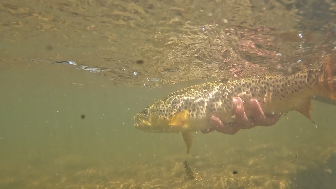 Fly Fishing Henrys Fork River, Island Park Idaho
