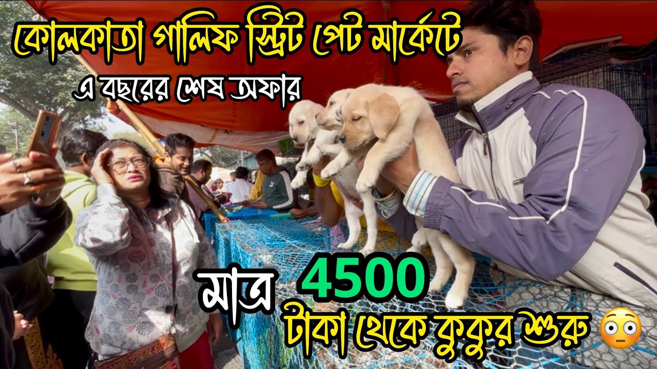 4500 টাকা থেকে কুকুর শুরু 😳🔥| Galiff Street Pet Market | Dog Market in Kolkata 