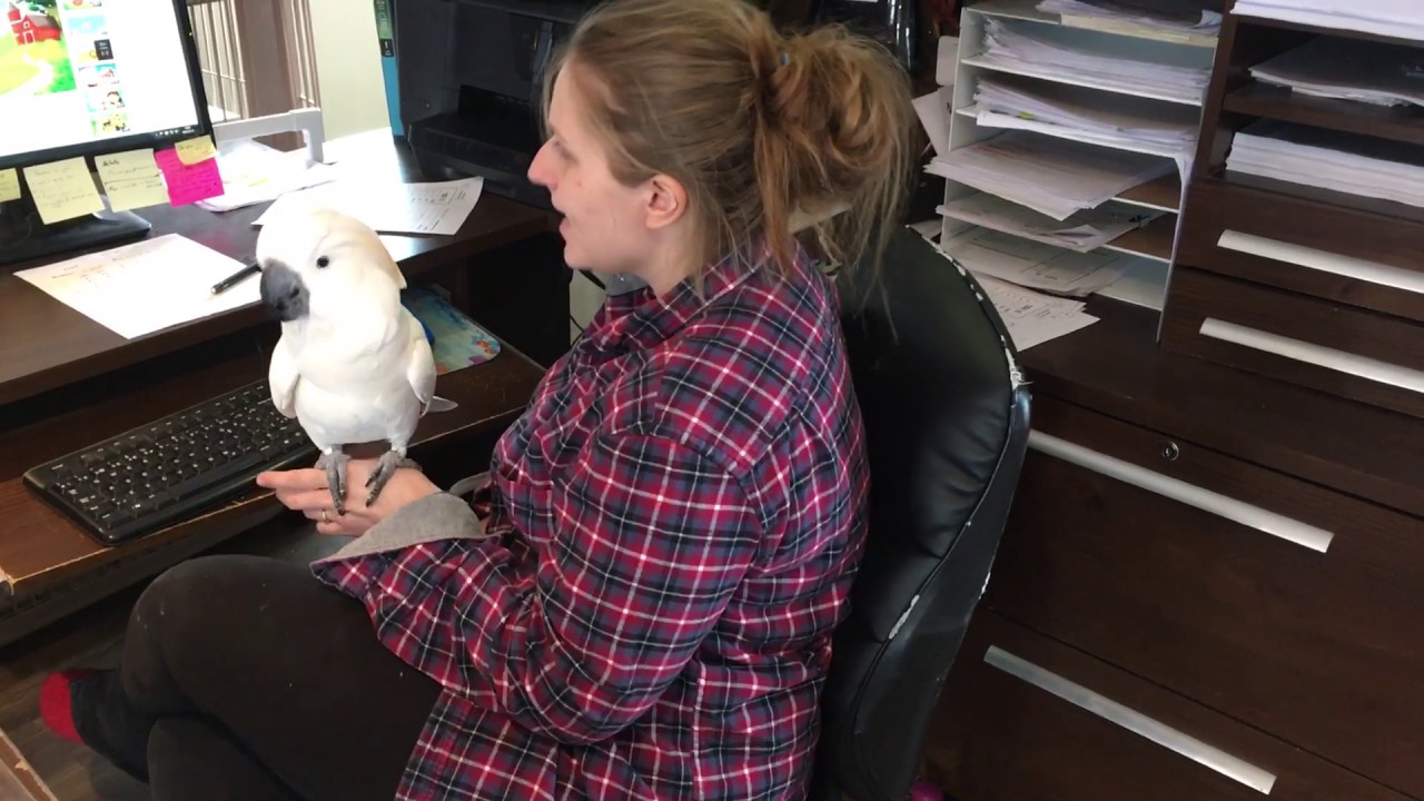 Jeannot (cacato&egrave;s) qui chante des comptines!