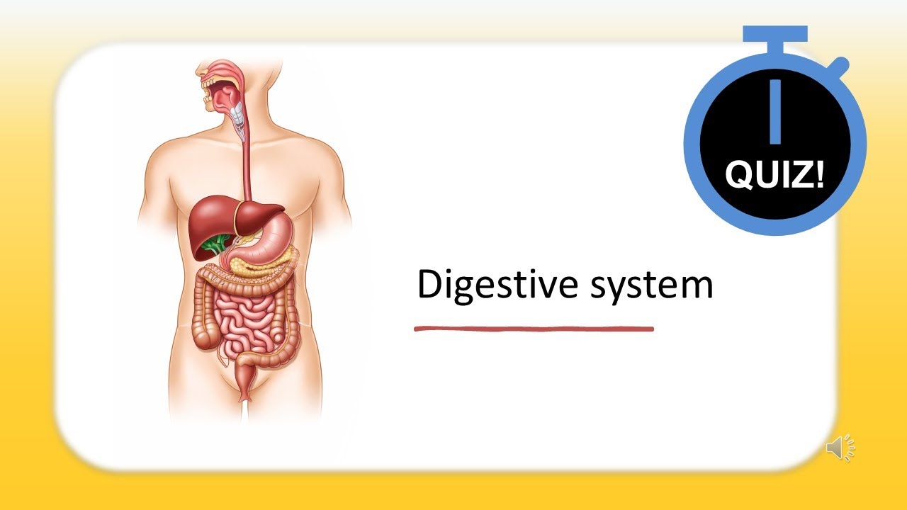 Quiz! MCQs - Digestive System - Part 3