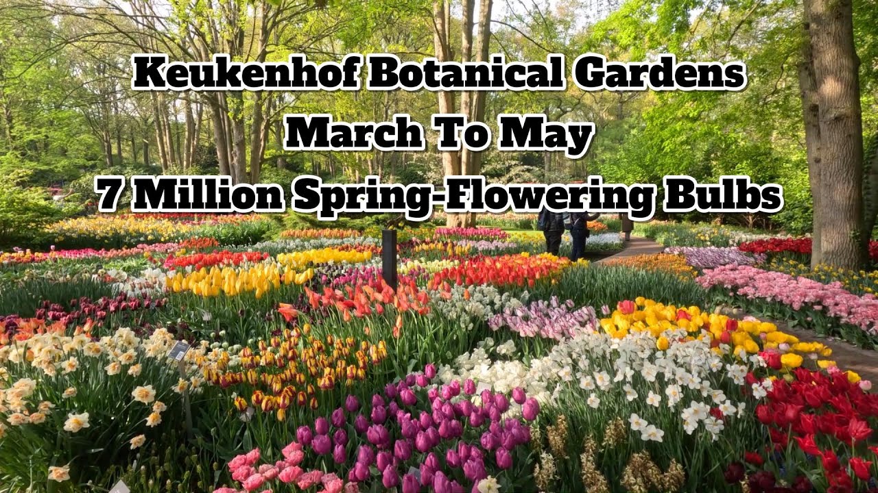4K Keukenhof Botanical Gardens 7 Million Flowering Bulbs