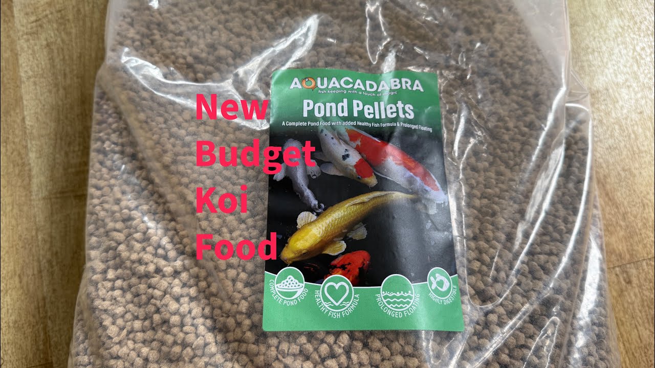 Koi pond trying budget food #koi 