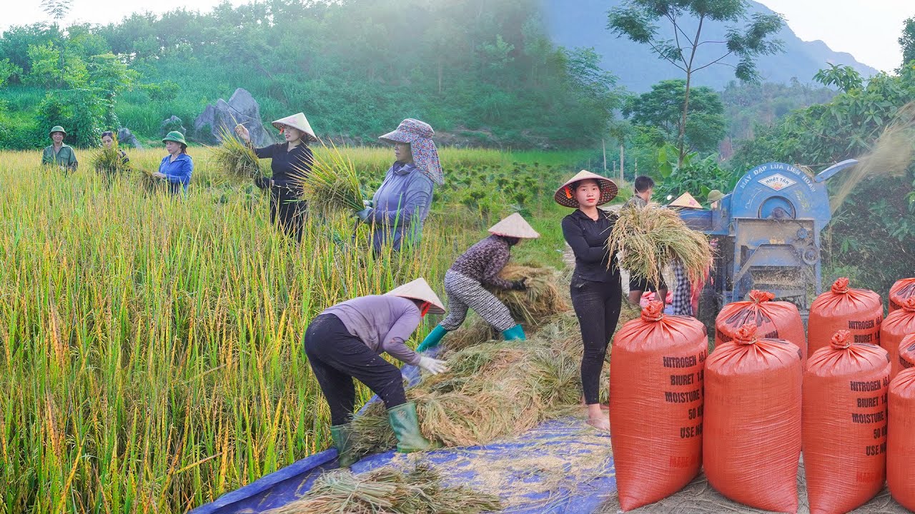 Harvesting Summer Rice With Villagers in 40 Degree Celsius Heat - Hoang Thu Hoai