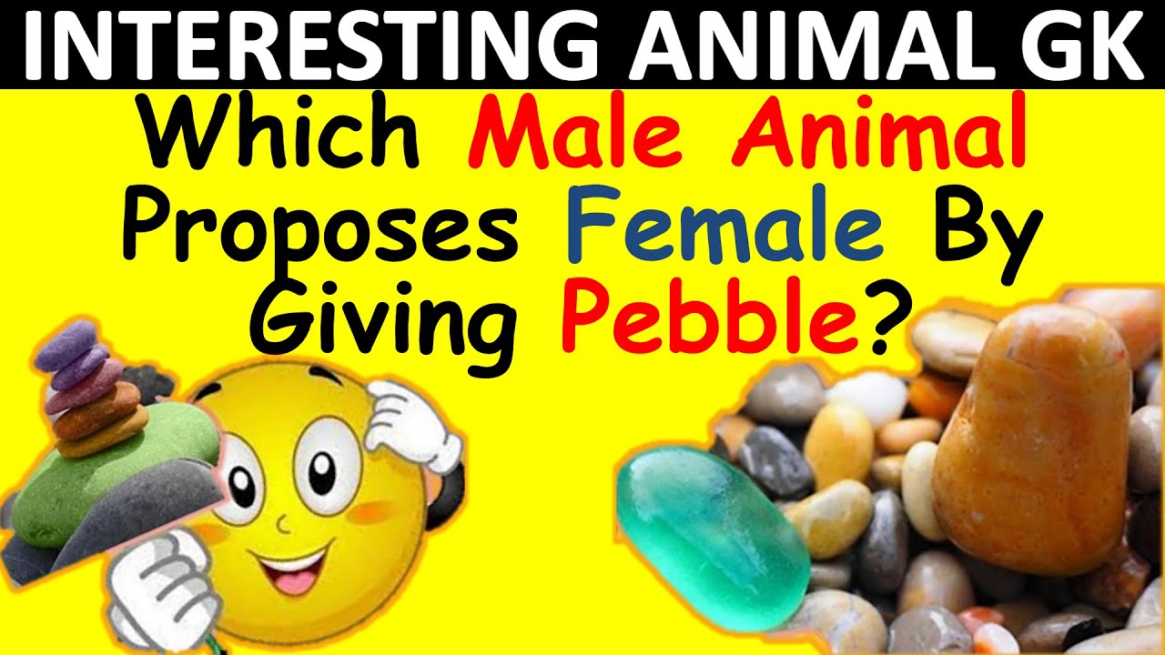 Interesting Animals GK| Interesting GK About Animals| Interesting Gk Questions About Animals| Animal