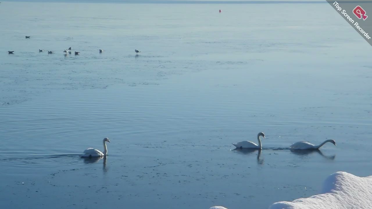 leitura do livro VERÃO NO AQUÁRIO, da Lygia Fagundes Telles. cap XIII