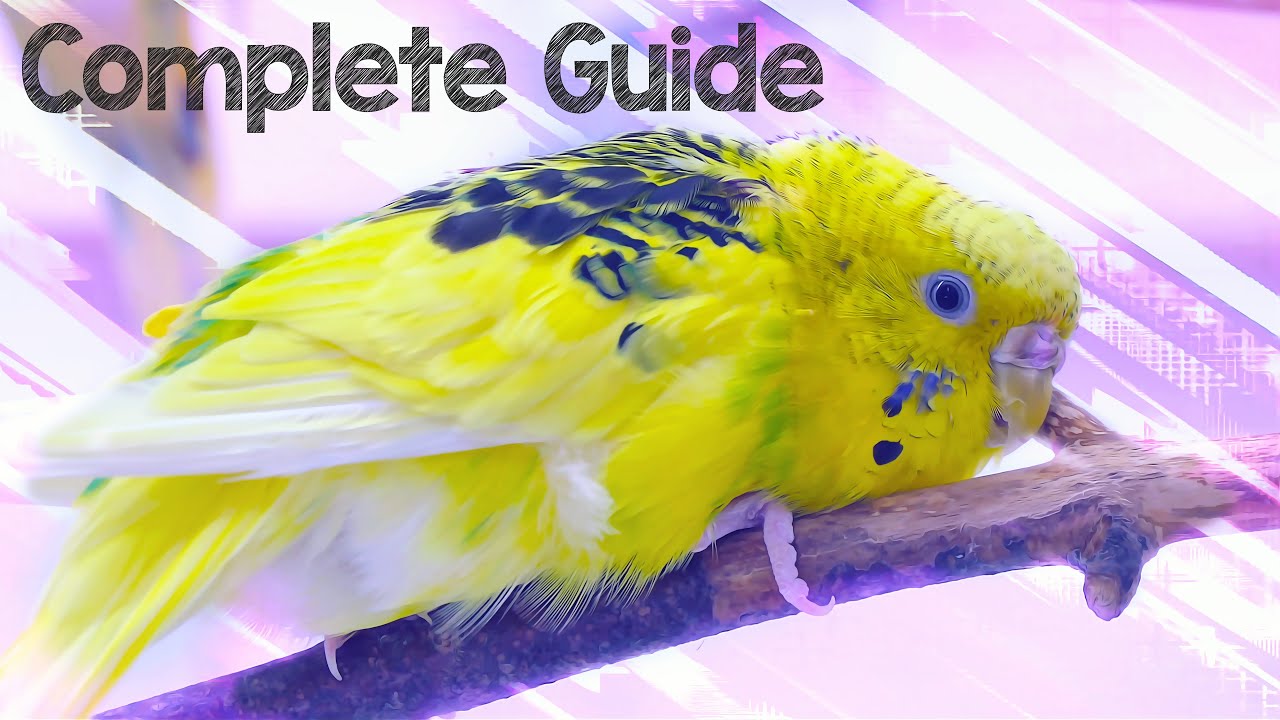 Budgie Feathers | Complete Guide