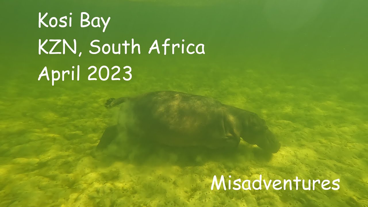 Kosi Bay. Angry hippo, snorkeling, hiking, caught in the rain, foxed by high tide, Mozambique border