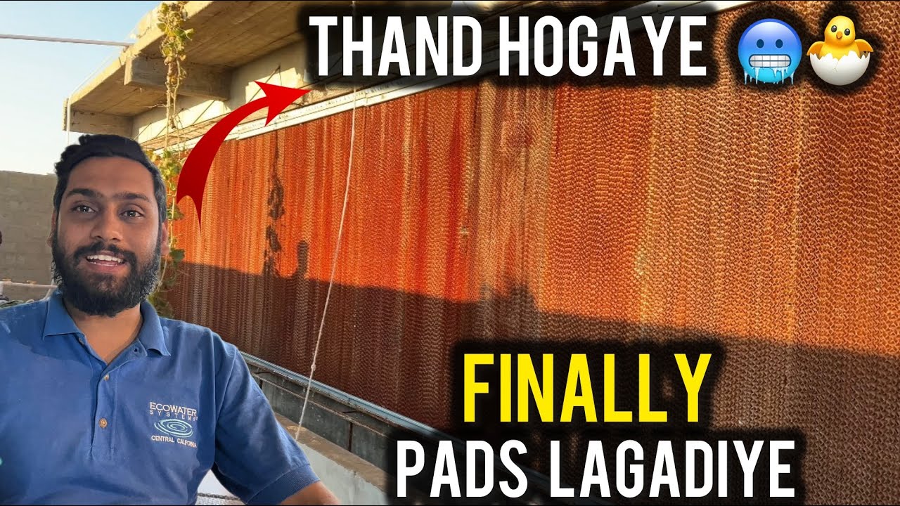 Finally pads lag Gaye shed me 🐣😍 | shed me ek dum se thandak hongaye 😱🥶🐣