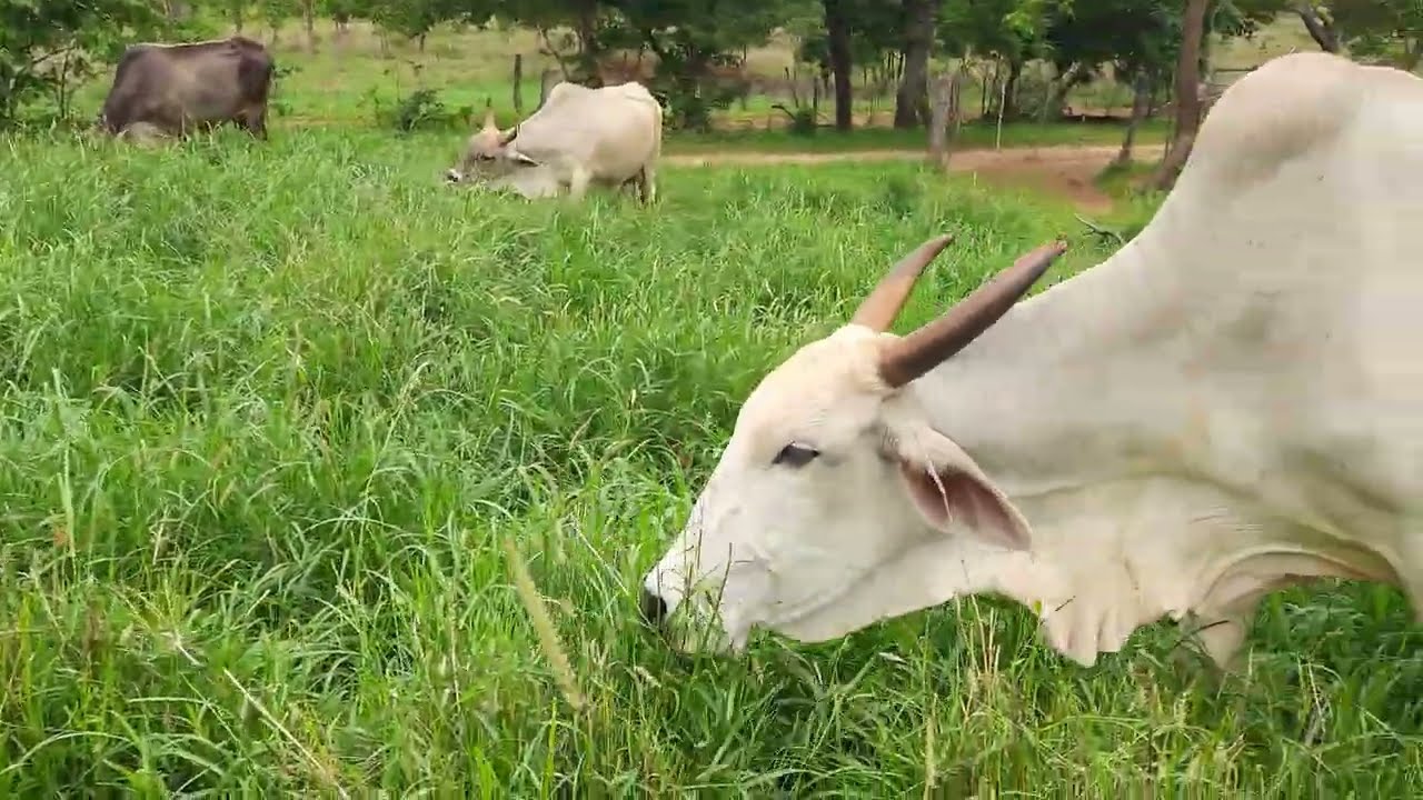 VACAS PASTANDO CAPIM BUFFEL ARIDUS COM VONTADE