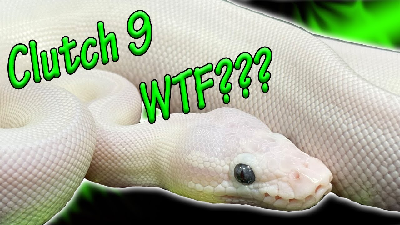 Clutch 9 Ball Python's