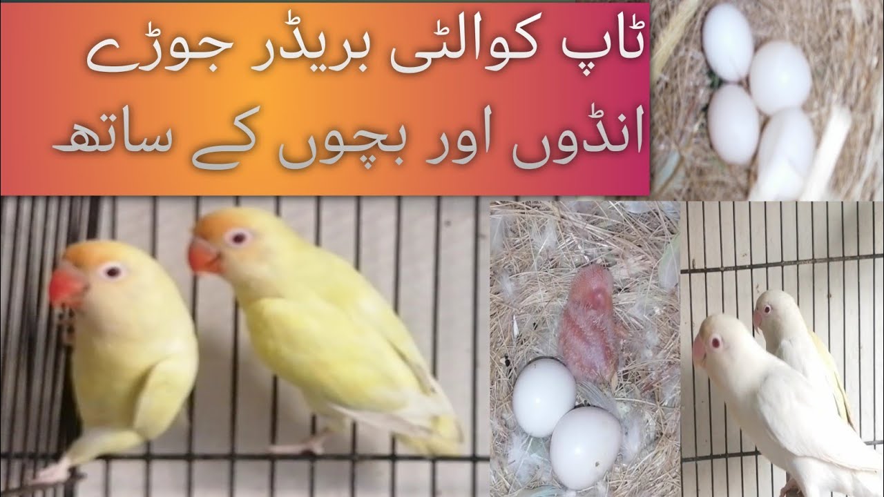 البائنو ریڈ ائز اور کرمینوں کے بریڈر جوڑے انڈوں اور بچوں کے ساتھ 🐣🦜#birds #lovebirds #parrot