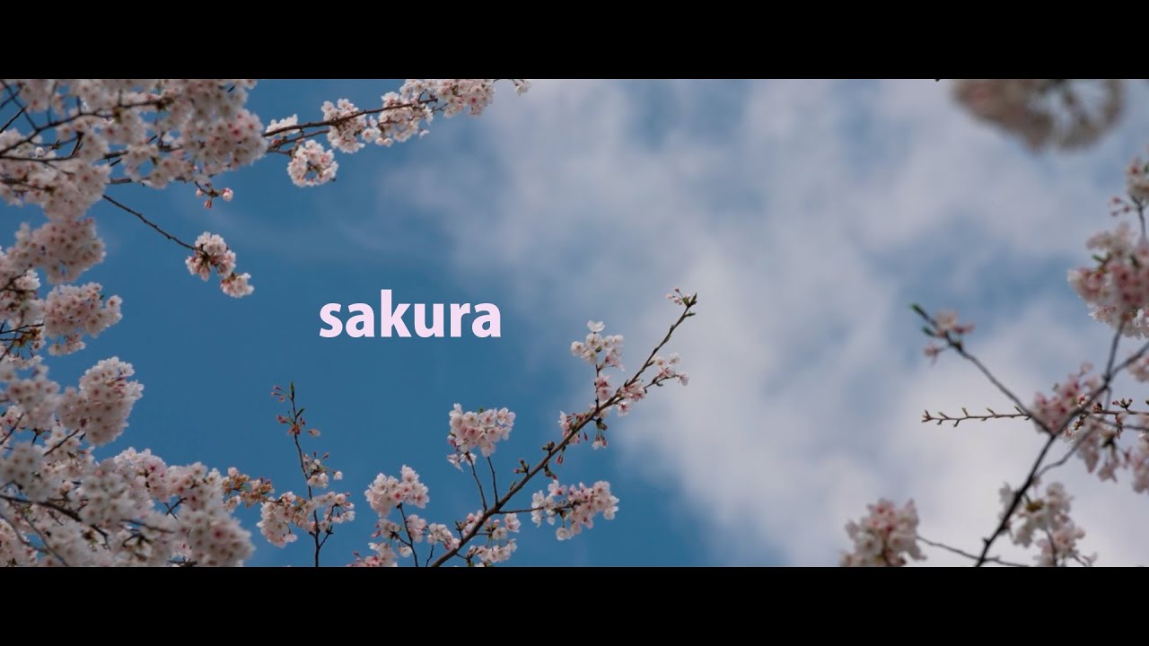 sakura / 桜　2021   Cinematic Movie