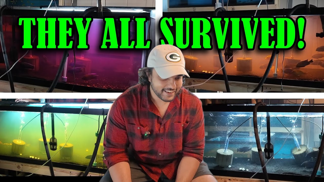 Как бороться с внешними паразитами у рыб: перманганат калия (ПП)