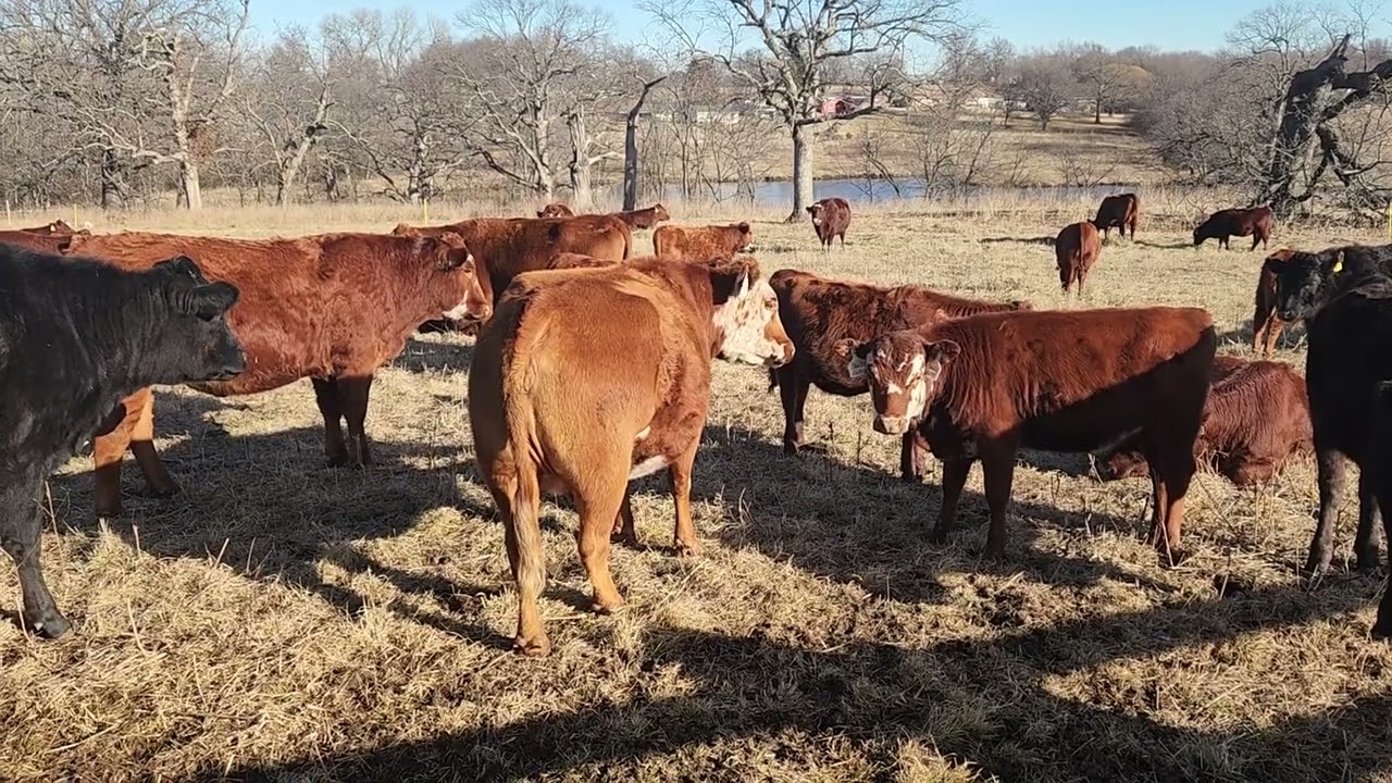 Why we have gambled with buying open cows