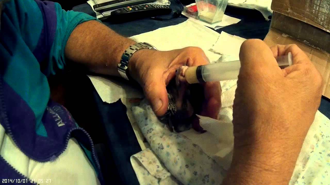 Imbeccare a mano un pullo di calopsite