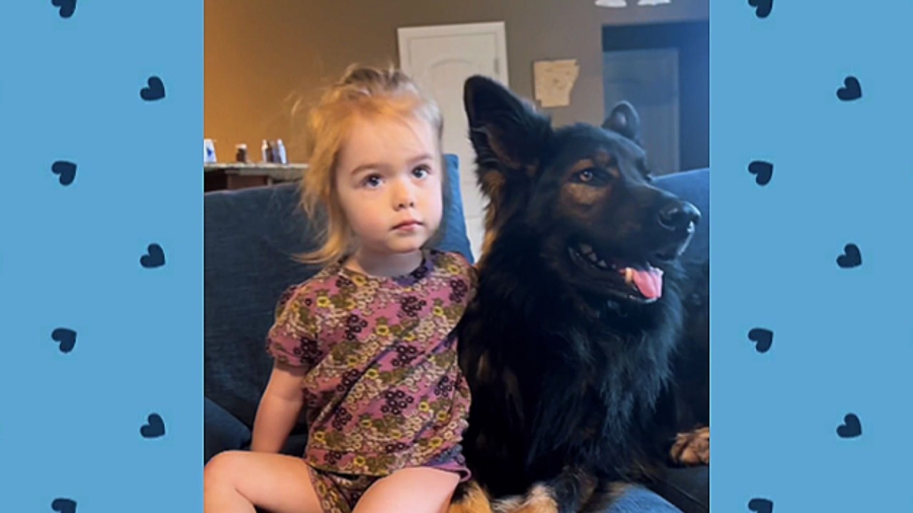 Huge German Shepherds Protect Baby Like Professional Bodyguards