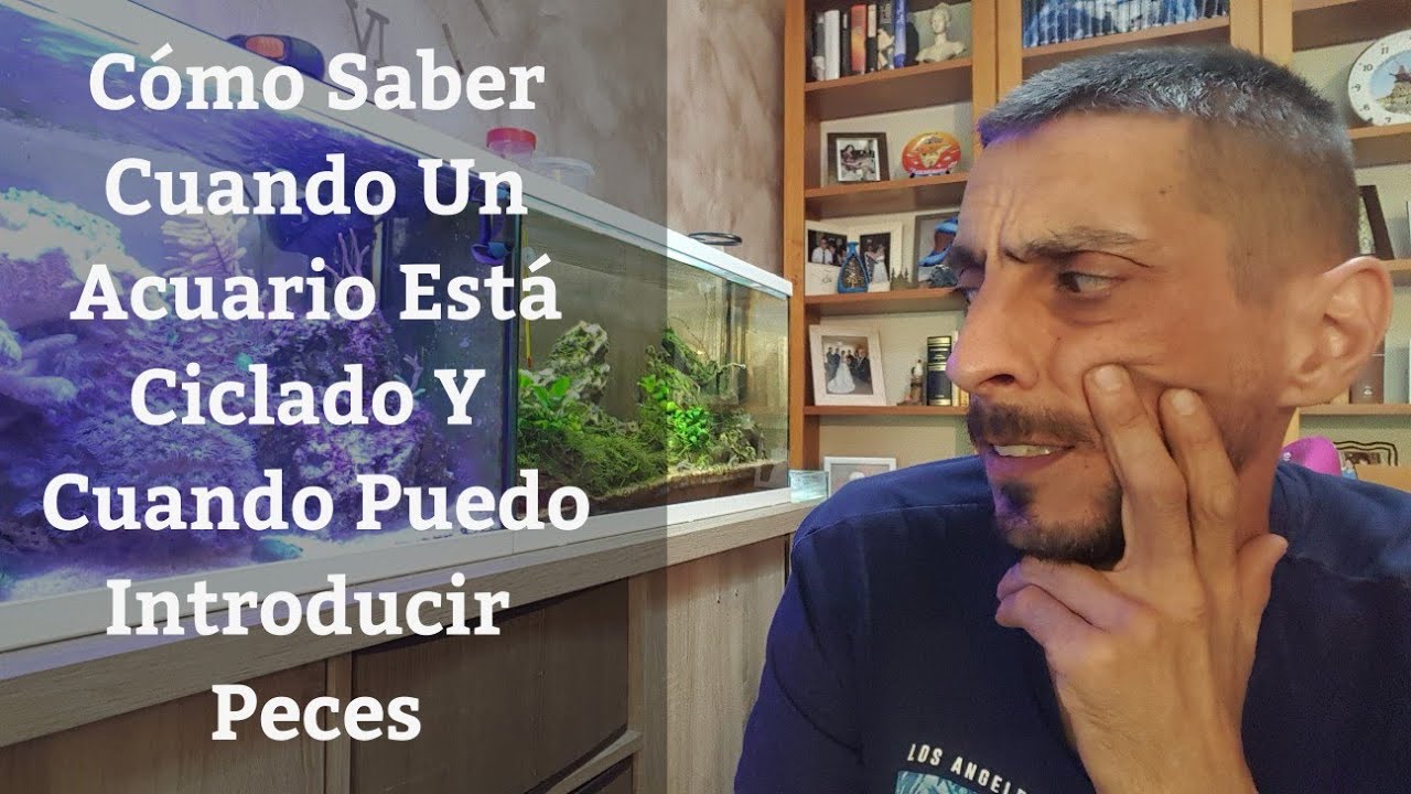 🔵 Como Saber Cuando Un Acuario Está Ciclado Y Cuando Puedo Introducir Peces (Acuarios MB)