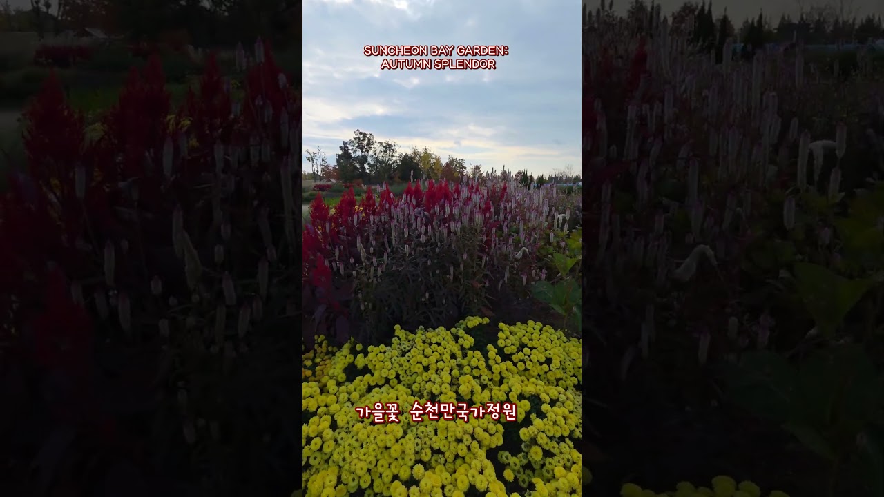순천만국가정원 가을  