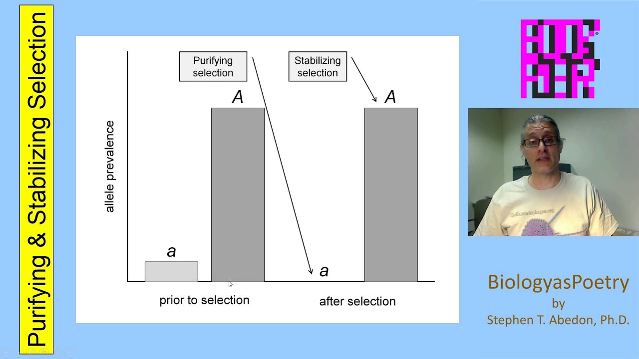 Purifying and Stabilizing Selection