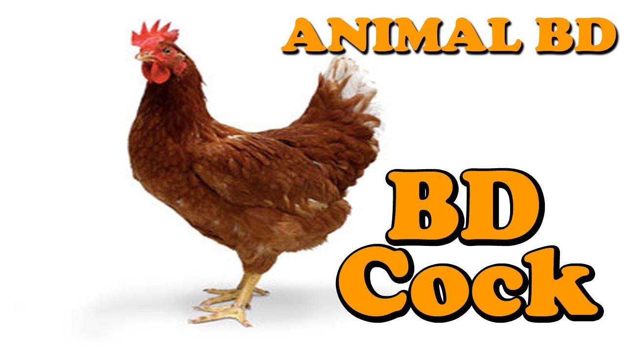 Bangladeshi Cock in her house| chicken|