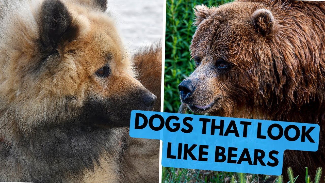 TOP 15 Dog Breeds That Look Like Bears