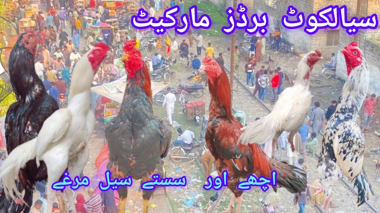 sialkot birds mandi visit and update please watching this video January 2024 #aseelmandi