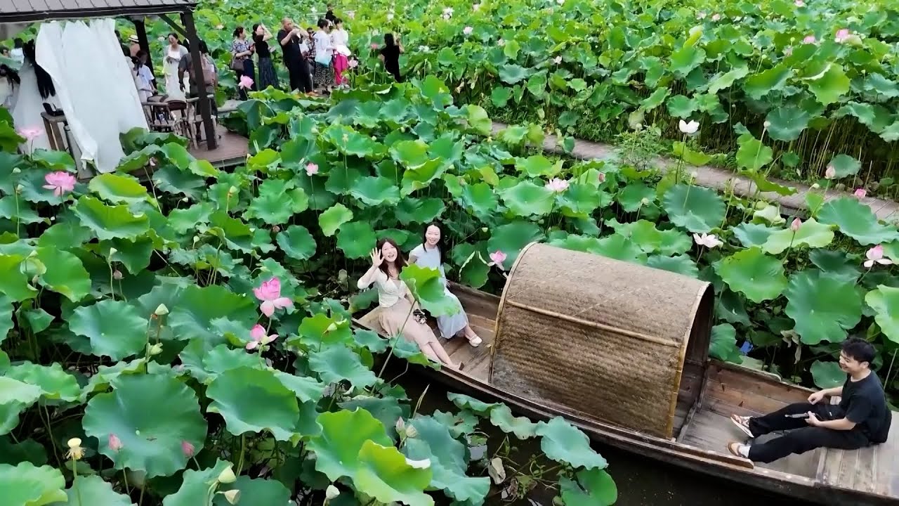 Guangchang, Jiangxi: Lotus flowers attract tourists in peak summer season