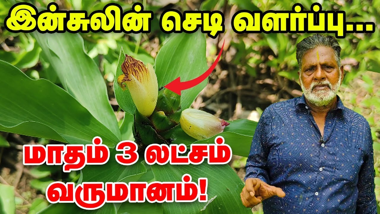 Insulin செடி வளர்ப்பில் இவ்வளவு வருமானமா? | Pasumai Vikatan