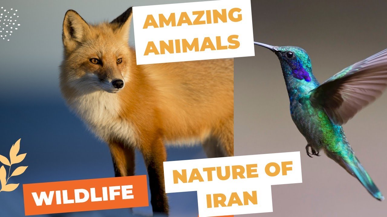 what is happening in nature of Iran #wildlife