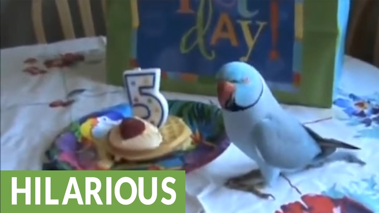 Parrot celebrates birthday party with bird friends