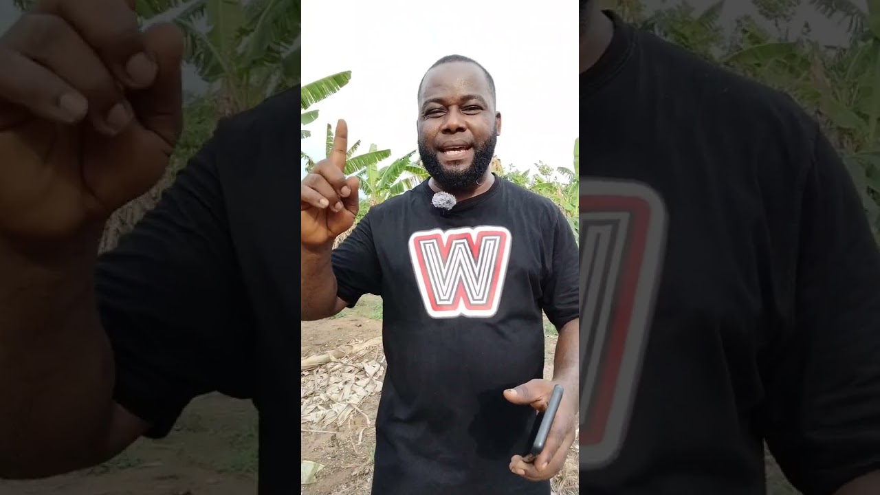 How Much Money Can You Make from 1 Acre Plantain Farming in 1 Year. (Part 2)