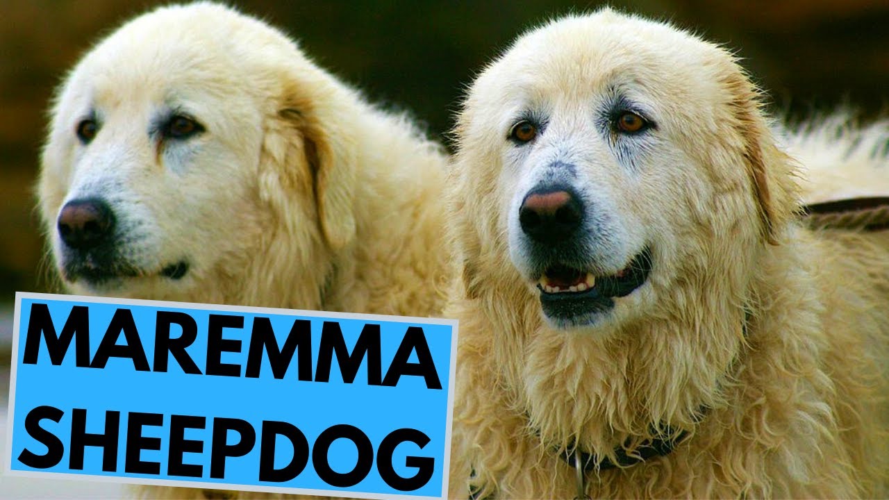 Maremma Sheepdog - TOP 10 Interesting Facts