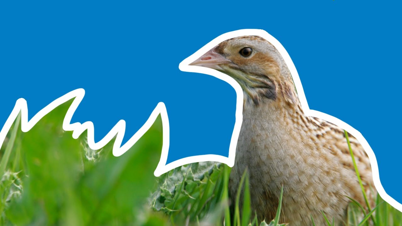 Crofters and Corncrakes