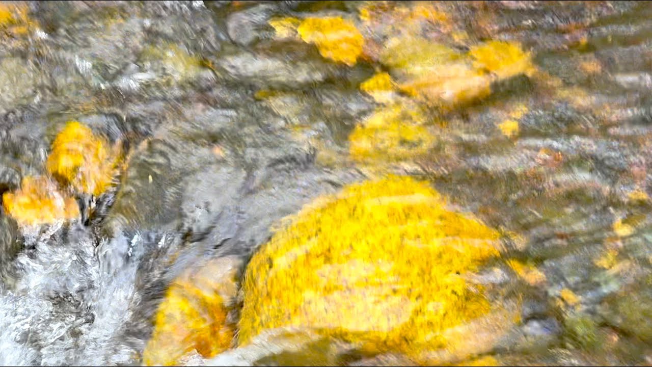 Exploring meMiner's Ruby Creek Gold Claim