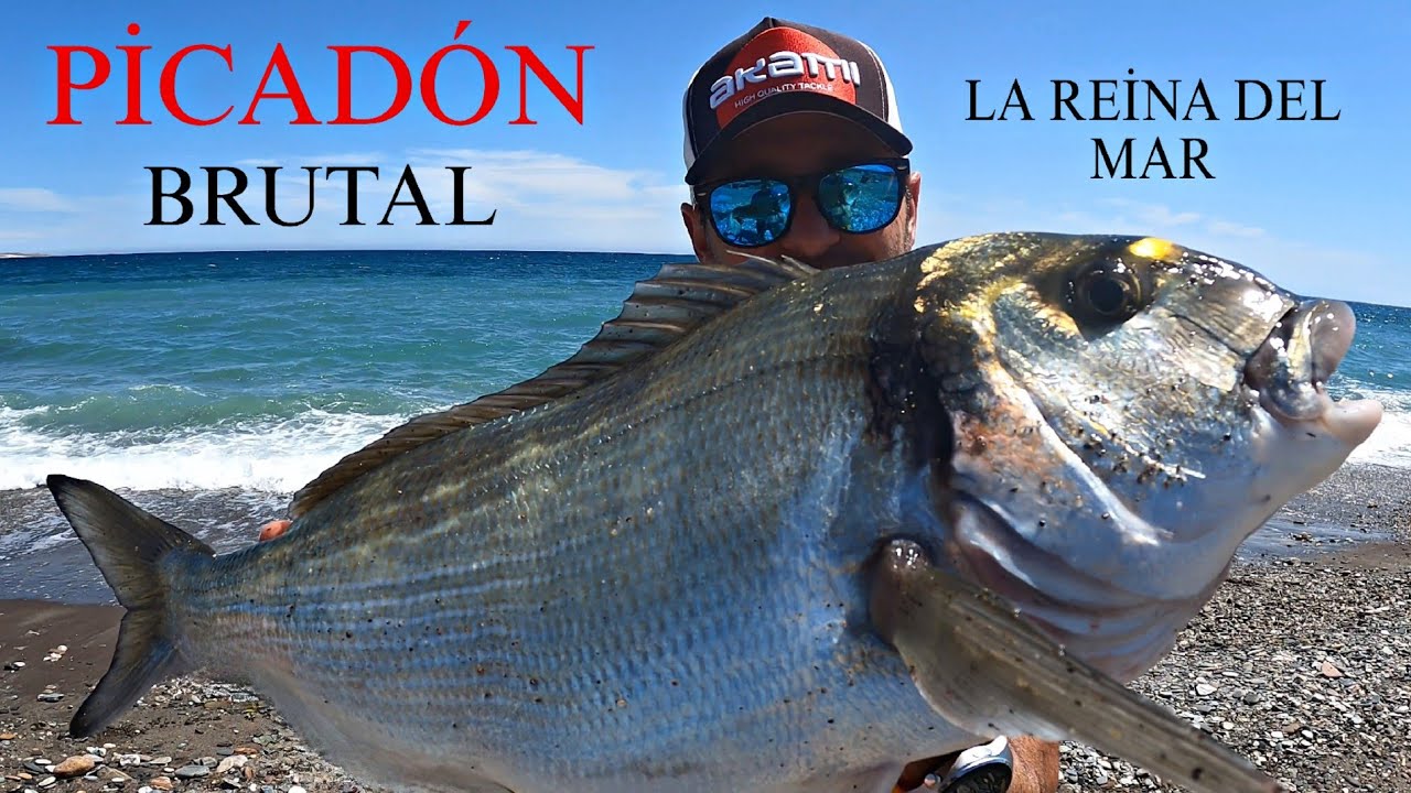 GRAN PİCADÓN Y GRAN DORADON... GRAN JORNADA SURFCASTING... SURFCASTING GRANADA