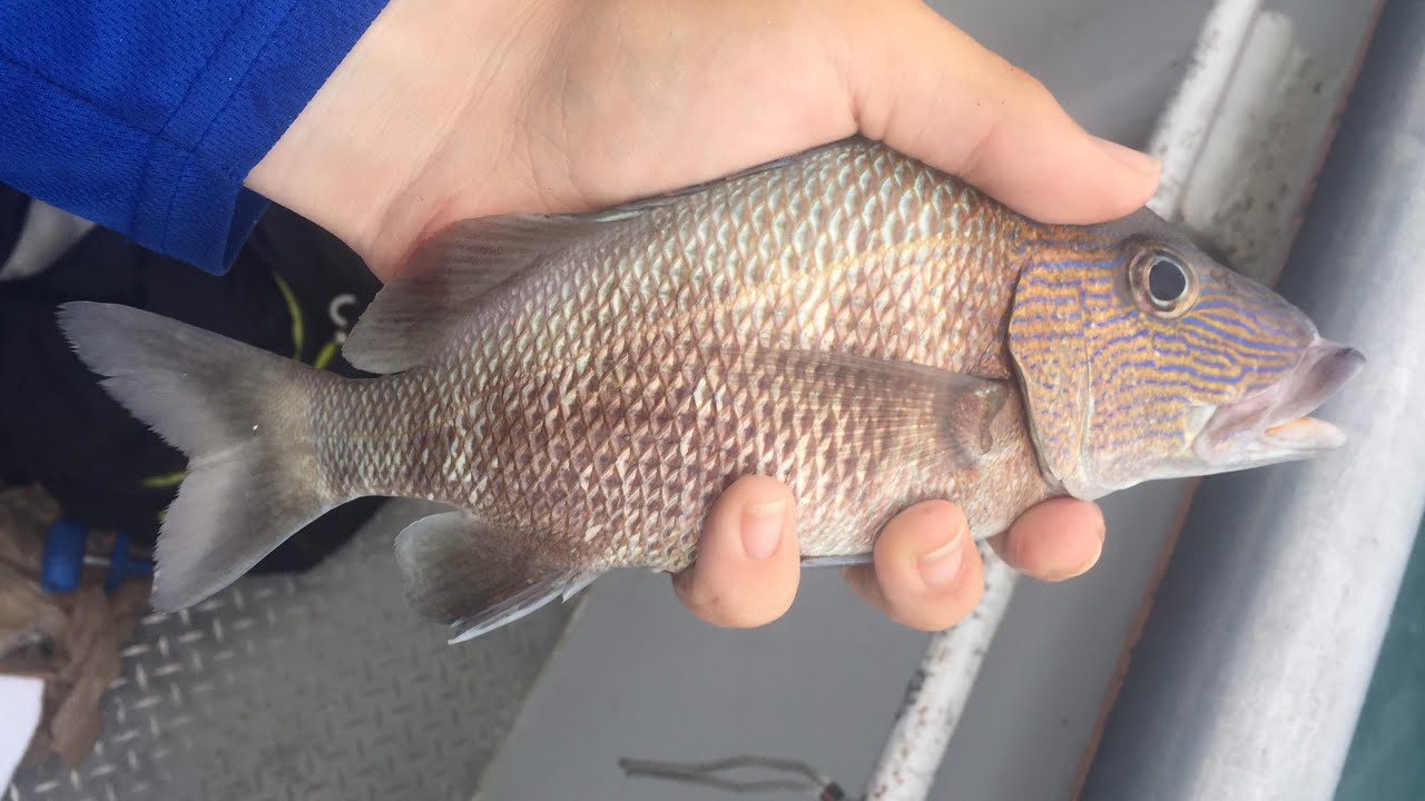 Deep Sea Fishing the Gulf of Mexico for Reef Fish!