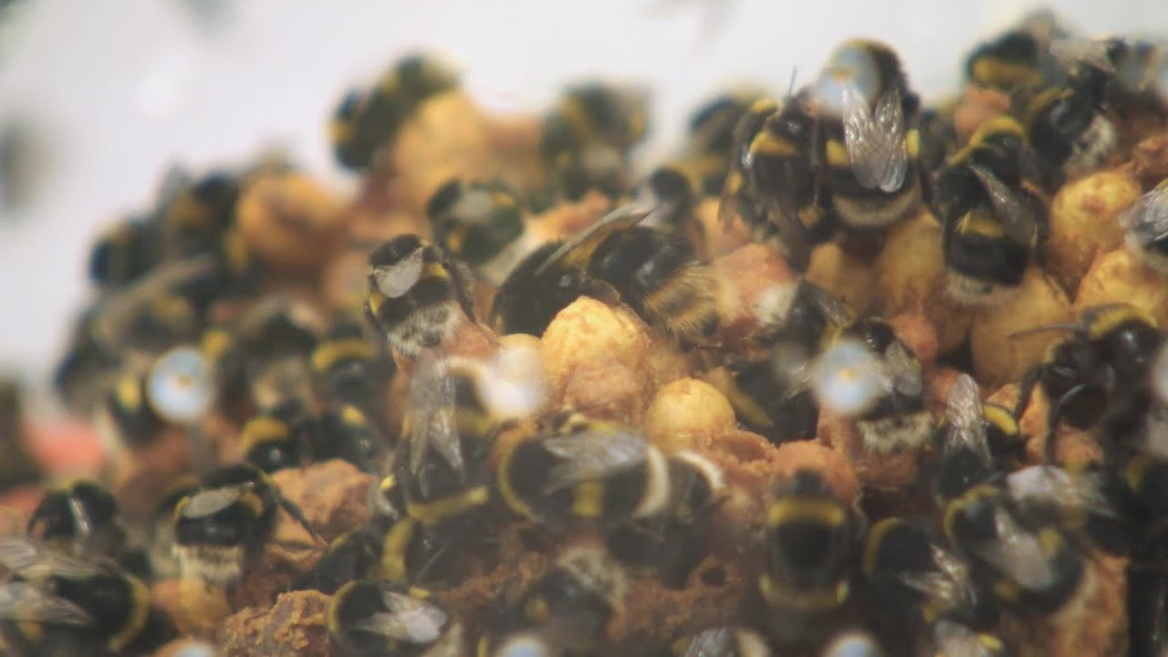 Bumblebee Pollination