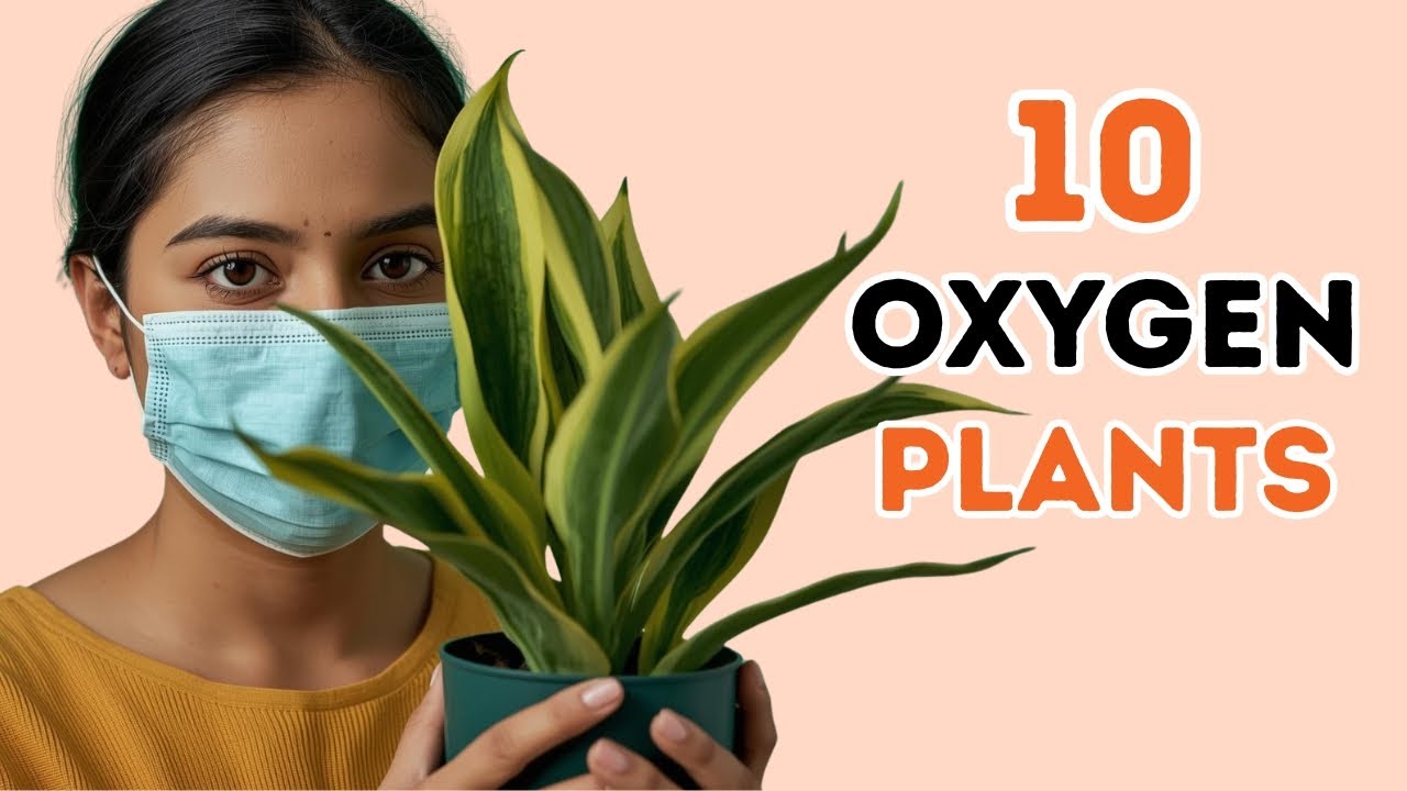 🌱10 Best Plants to Increase Oxygen Levels in your Homes🌿 | Top Tuckers Plant store