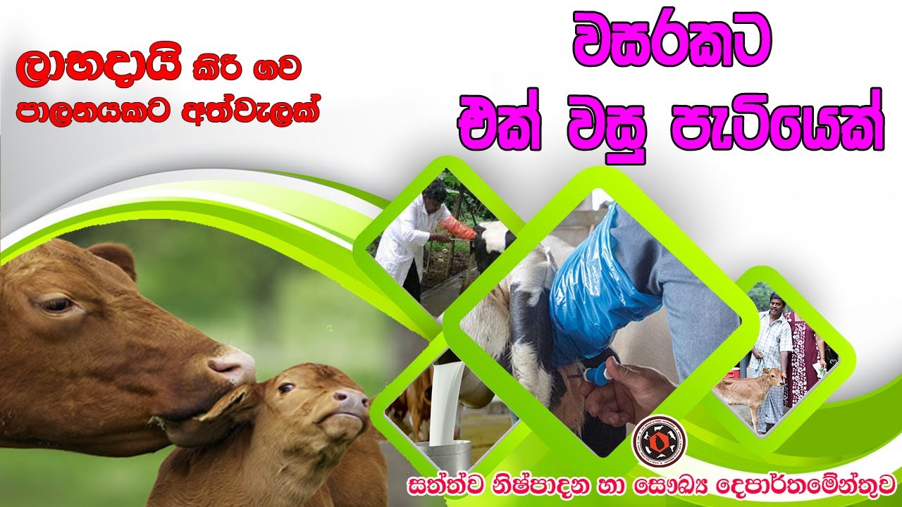 වසරකට එක් වසු පැටියෙක්