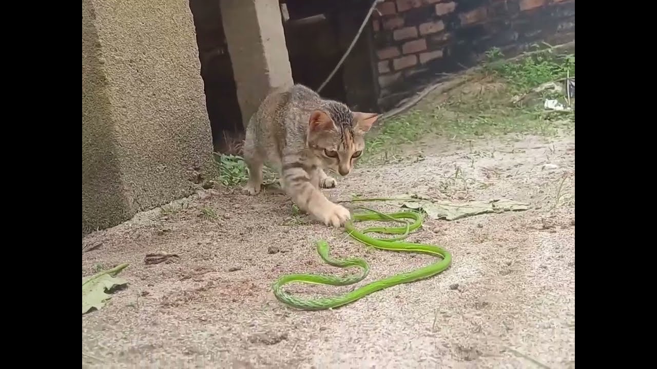 Cats 🐈 vs Greenish Snake 🐍 Watch Full fight, it's amazing 