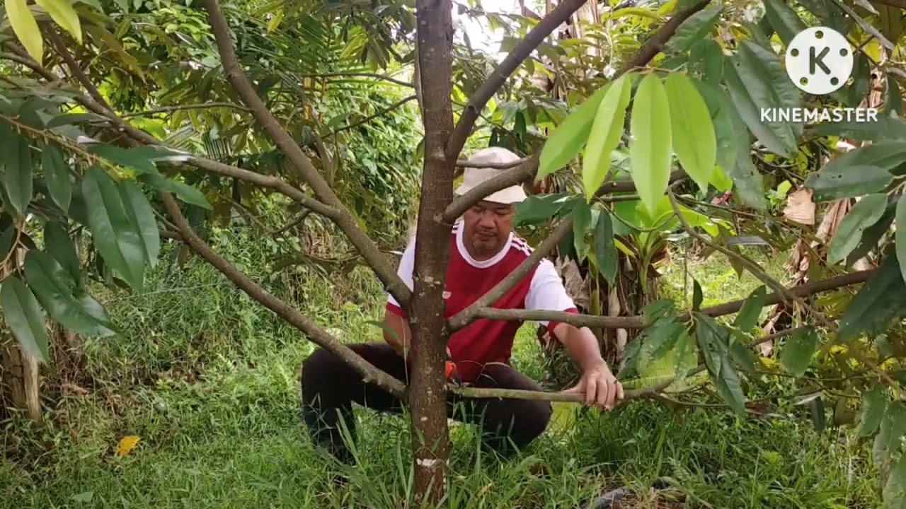 Pruning@pemangkasan kali pertama durian musang king, hitam, supaya pokok membesar dgn.baik, stabil