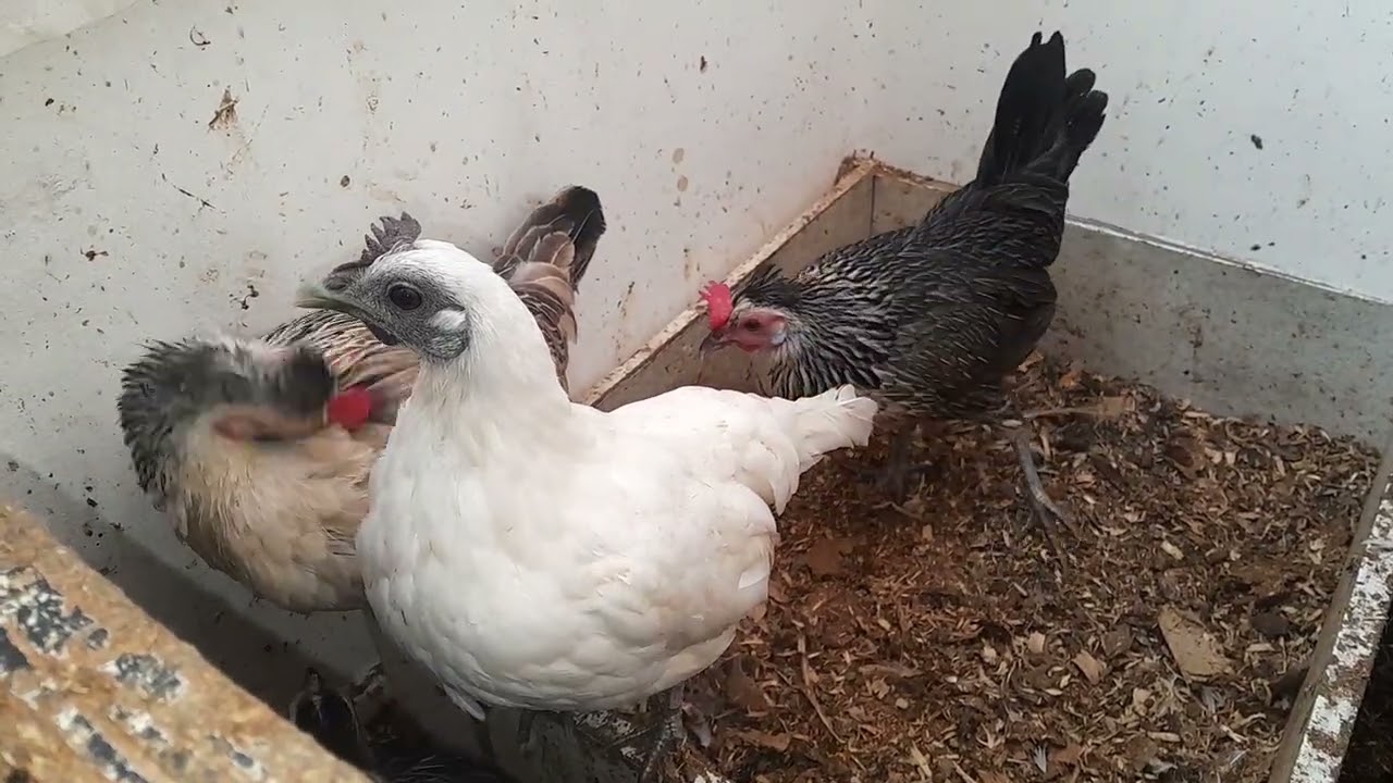 Ep 14 preciosa cumplió 7 meces ya pronto romperse postura ya esta comiendo cuerpo ancho 