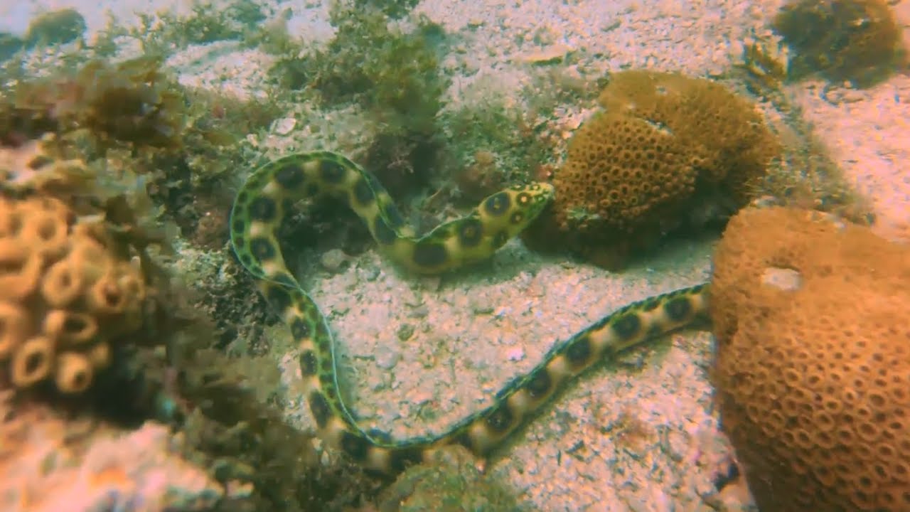 Arraial do cabo mergulho scuba diving