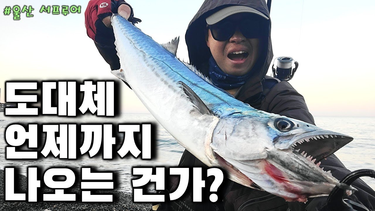한겨울에도 해변에서 삼치를 잡아보자!! #서프루어 #fishing #낚시포인트 #조림핑 #흑백요리사 #삼치조림