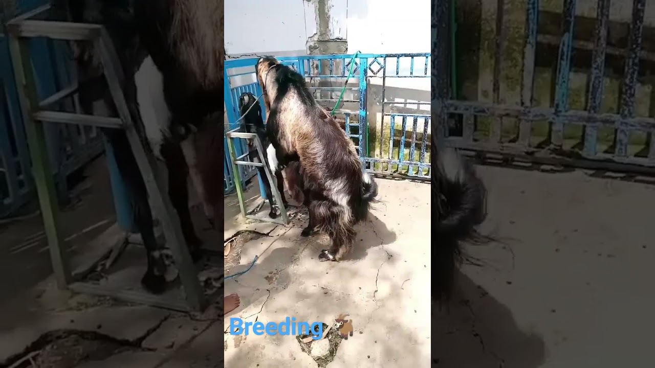 Cara mengawinkan kambing.