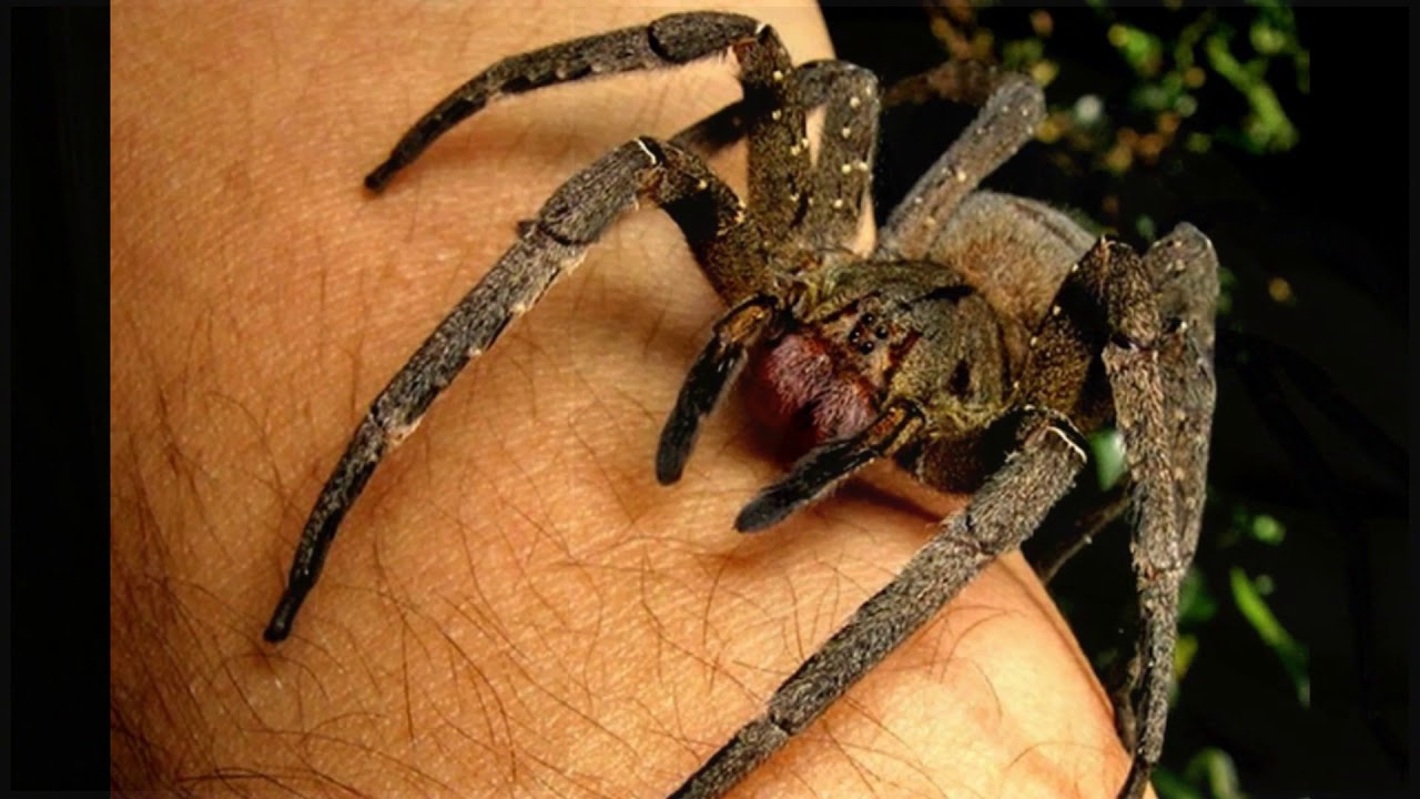 Банановый паук. Banana spider