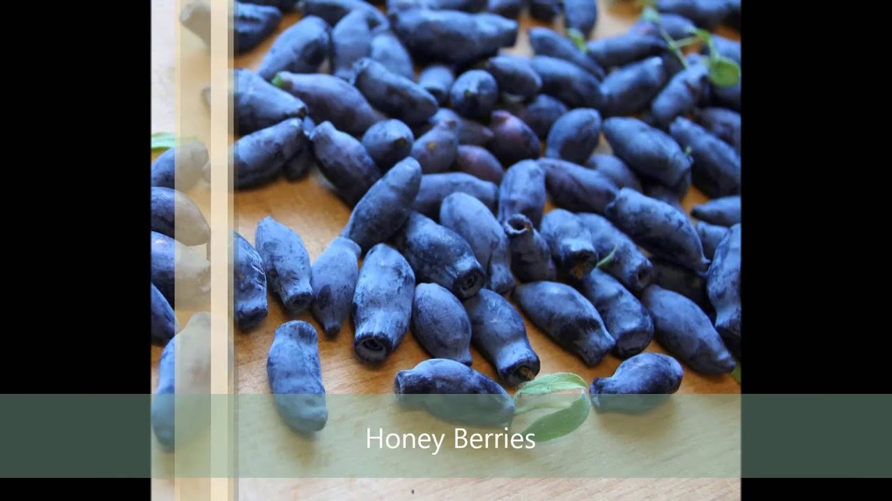 Tasting my Borealis HoneyBerry from the Garden in May - Lonicera caerulea