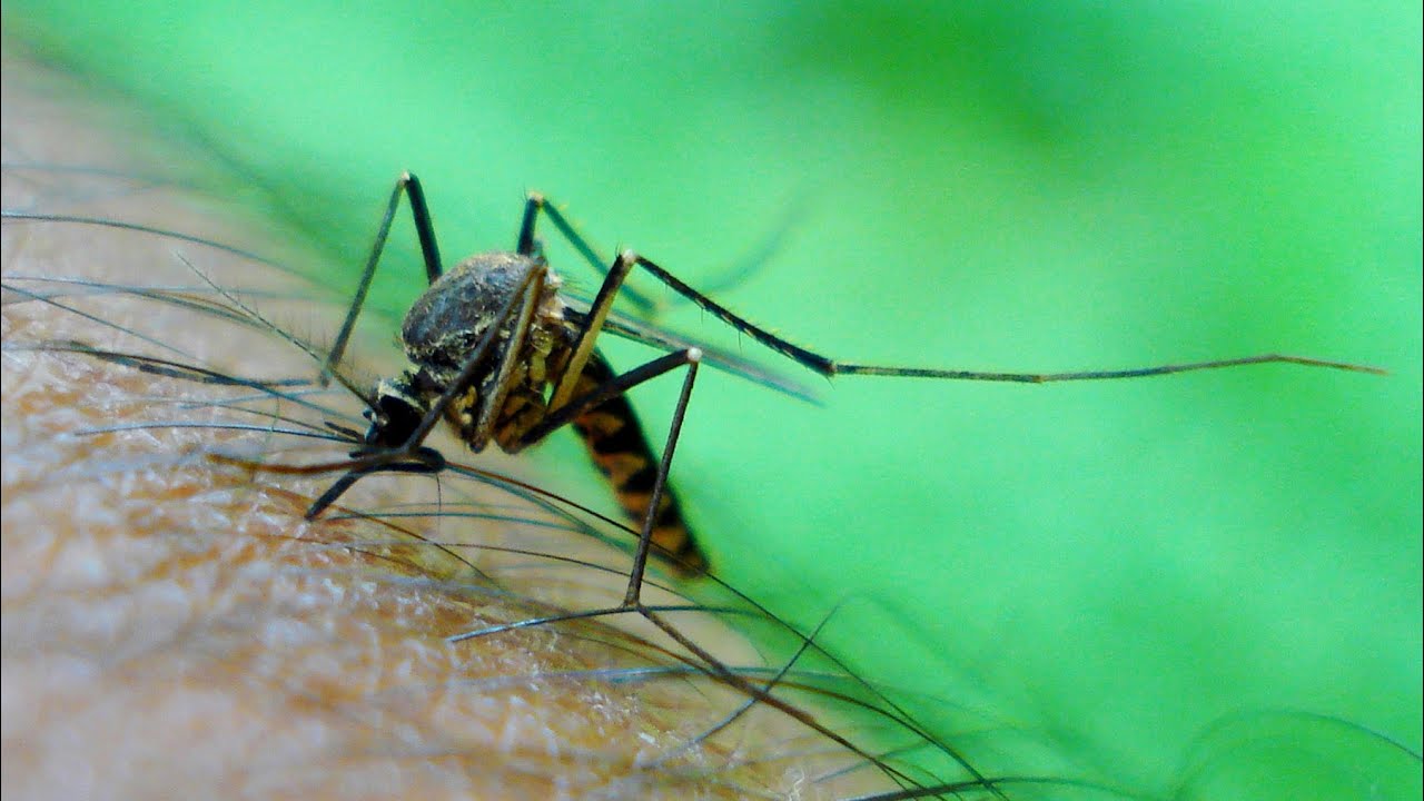 Homegrown | Treating for Mosquitoes While Protecting Pollinators