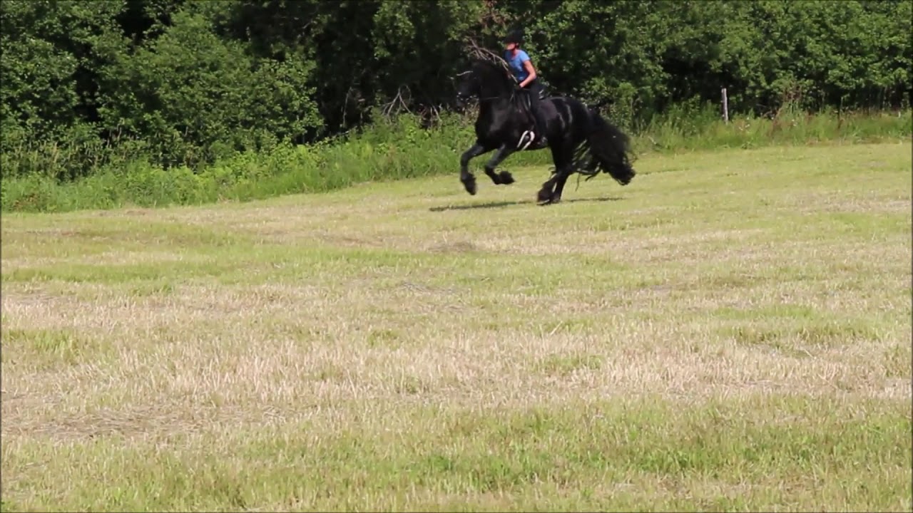 Friesian Gallop